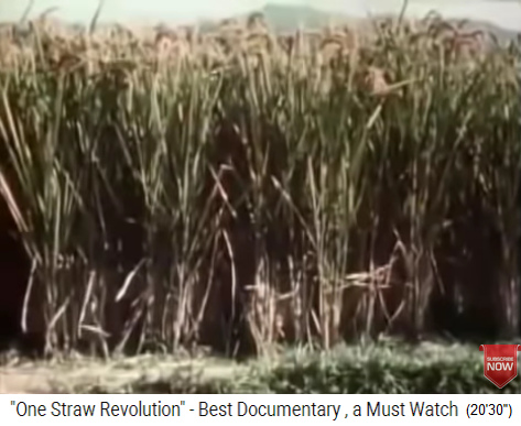 Der h�fthohe Bioreis von Fukuoka vor der Ernte