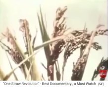 Bioreis von Fukuoka, h�fthoch auf
                    trockenem Feld
