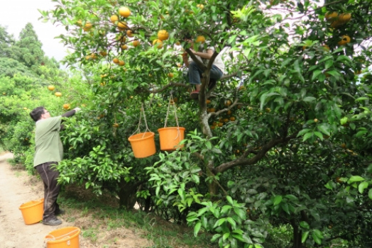Masanobu Fukukoa, der Obstgarten mit Schwerpunkt
                  auf Zitrusb�ume (Zitrusgarten)