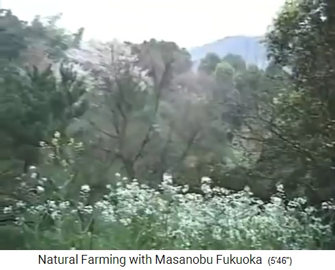 Tree garden by Fukuoka in
                    Japan with many different trees 02