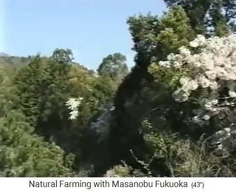 Tree garden by Fukuoka in
                    Japan with many different trees 01