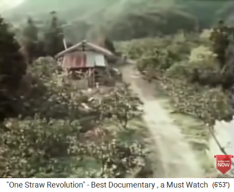 Fruit garden of Fukuoka at about 1980