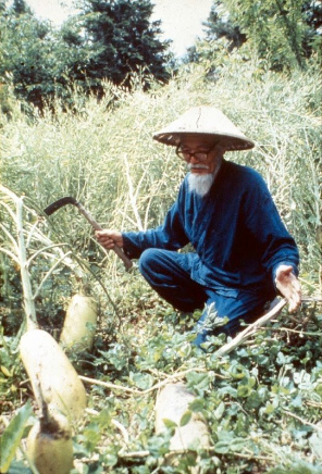 Fukuoka
                  harvesting radish