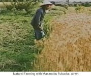 Fukuoka's biofarm:
                    Fukuoka in front of a barley field before harvest