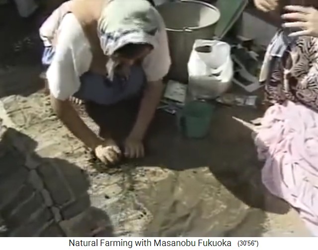 Hacer bolas de semillas de Fukuoka: la mezcla
                    de tierra arcillosa con semillas es amasada