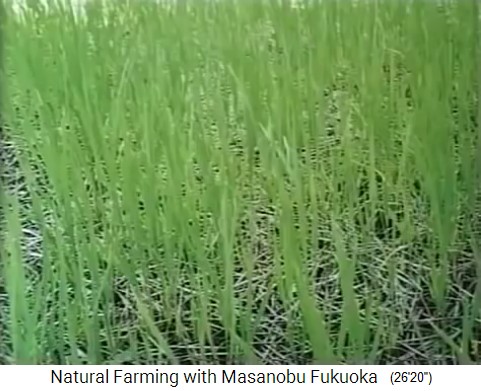 Fukuoka: El
                          cultivo se rompe a trav�s del mantillo de paja
                          suelt