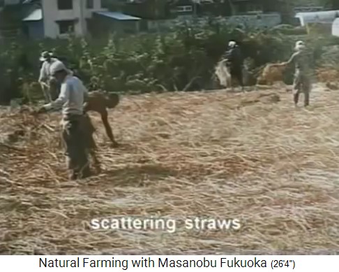 M�todos de Fukuoka: Poner mantillo suelto
                    de paja