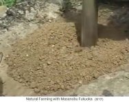 Making the seed balls of Fukuoka:
                    Clay earth is crushed
