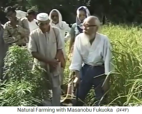 India 1997: Fukuoka explica la rotaci�n de
                    cultivos con cebada, arroz y tr�bol blanco