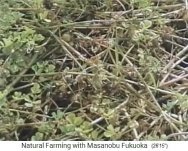 el tr�bol blanco crece a trav�s
                    del mantillo de paja suelto