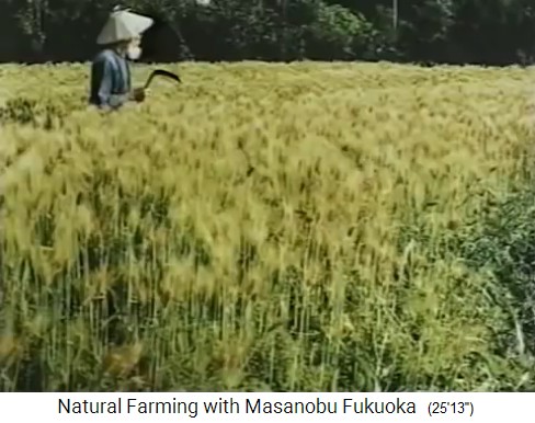 Fukuoka en un campo maduro con una guada�a