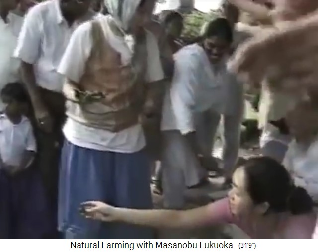 Hacer bolas de semillas
                  de Fukuoka: Aqu� est�n las bolitas de semillas