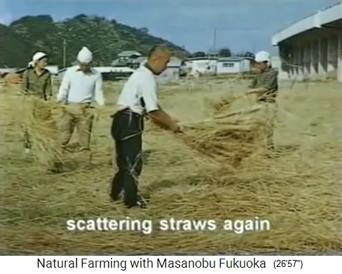 Fukuoka's biofarm: Loose mulching with straw