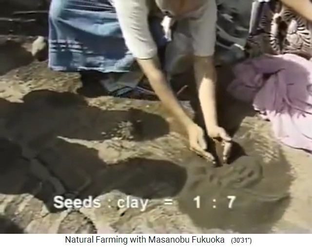 Hacer bolas de semillas de Fukuoka: Las
                    semillas y el polvo se mezclan en una proporci�n de
                    1 a 7