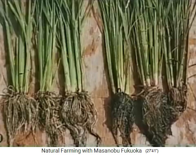 El arroz org�nico de Fukuoka
                          tiene ra�ces blancas y saludables, el arroz
                          inundado con pesticida del vecino tiene ra�ces
                          negras y podridas