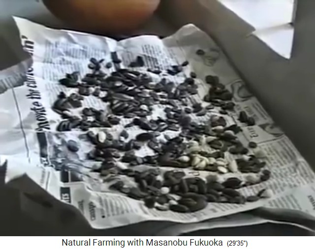 Granja org�nica de Fukuoka: Las semillas
                          se lavan y secan a la sombra