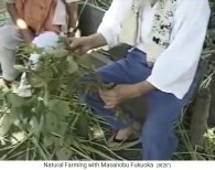 Fukuoka en India 1997: Fukuoka muestra
                          soya con enfermedad f�ngica sin frijoles
