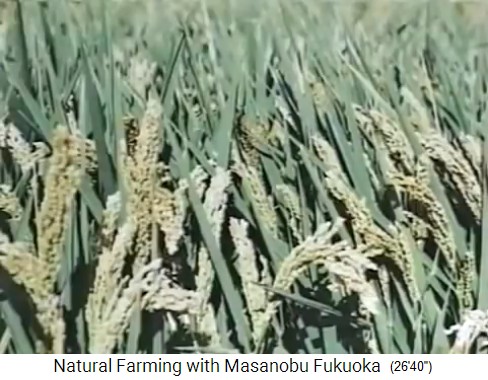 Fukuoka's farm:
                    organic rice from Fukuoka's biofarm before harvest
                    1