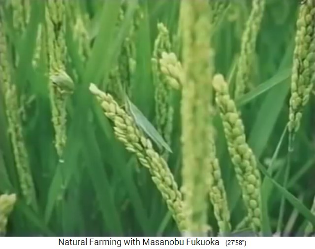 En la granja org�nica de Fukuoka, las
                    espigas del arroz org�nico