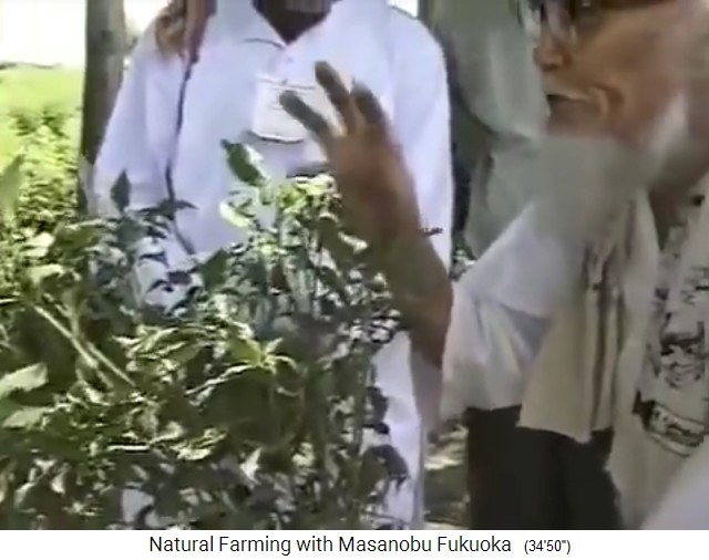 India 1997:
                    lecture by Fukuoka on virus infestation: leaves are
                    shrinking