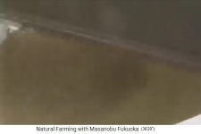 Making the seed balls of
                    Fukuoka: the crushed clay earth is sieved