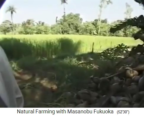 Fukuoka
                    en su recorrido por el jard�n forestal org�nico del
                    Sr. Save en Valsad, al norte de Mumbai 6 pasando un
                    campo de arroz