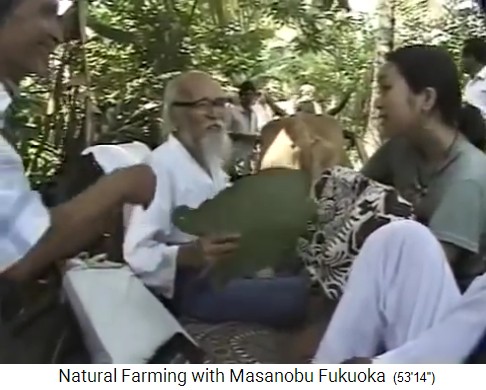 Fukuoka en su
                    recorrido por el jard�n forestal org�nico del Sr.
                    Save en Valsad, al norte de Mumbai 7 con hoja de
                    abanico