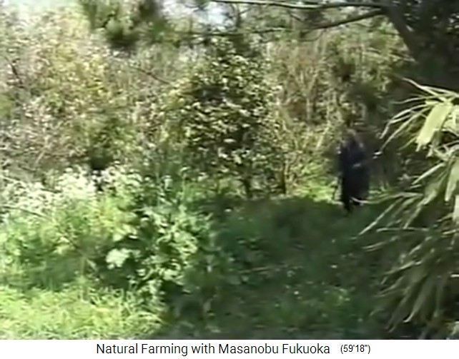 The organic forest garden of pioneer
                    Fukuoka in Japan