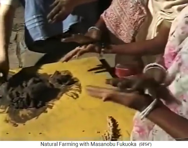 India 1997: Fukuoka con un
                    grupo produciendo bolas de semillas