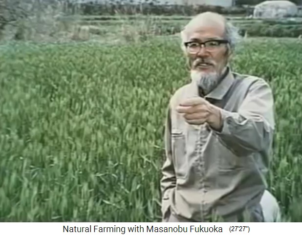 Fukuoka's biofarm:
                    Fukuoka in front of a rice field before harvesting