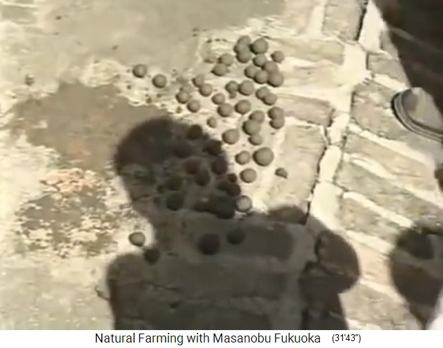 Fukuoka's
                    seed balls: There are the fresh seed balls on the
                    ground - close-up