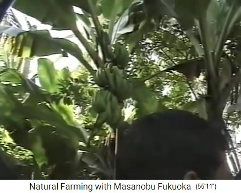 Fukuoka auf seiner Tour
                    durch den Bio-Waldgarten von Mr. Save in Valsad
                    n�rdlich von Mumbai, Bananenstauden