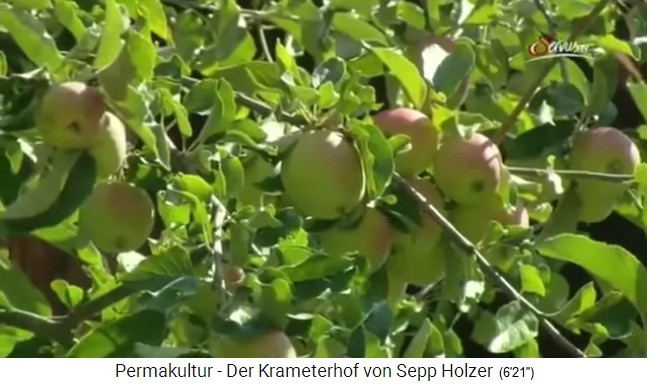 Krameterhof von Sepp Holzer:
                    Es wachsen �pfel in H�lle und F�lle, die
                    normalerwiese nur im Flachland wachsen