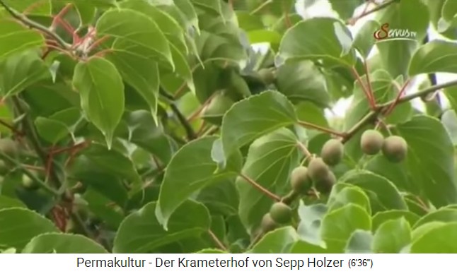 Krameterhof
                    von Sepp Holzer: Es wachsen Kiwis in H�lle und
                    F�lle, die normalerwiese nur im Australien oder
                    Neuseeland wachsen