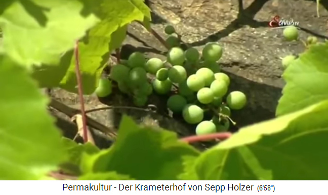 Krameterhof von Sepp Holzer: Es wachsen sogar
                    Trauben im Felskachelofen, die normalerwiese nur im
                    Flachland wachsen an einem Gew�sser reifen