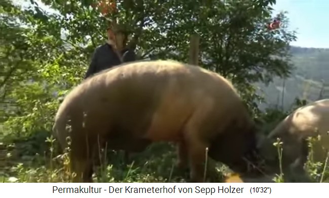 Schw�bisch-H�llische Duroc-Schweine von Sepp
                    Holzer, ein Eber wird bei ihm bis 460kg