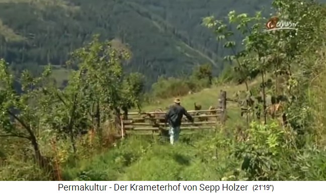 Sepp Holzer bringt seiner Schafherde
                    zu Fressen