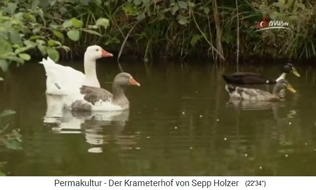 Ententeich auf dem
                    Krameterhof von Sepp Holzer, einer von 72