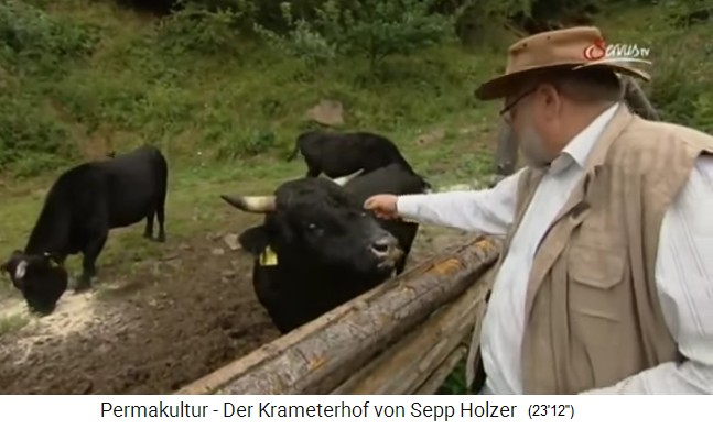 Sepp
                    Holzer mit seinen K�hen