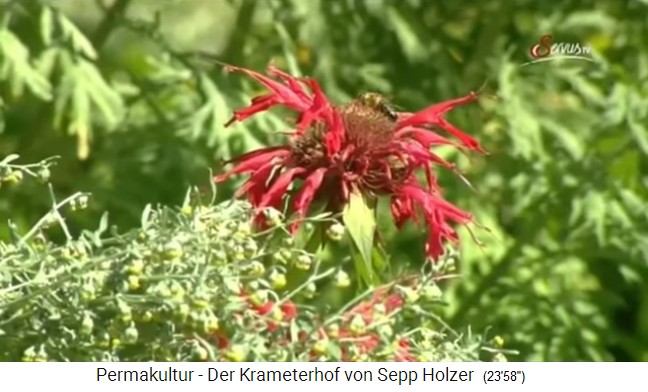 Rote Blume mit
                    Wildbiene