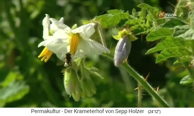 Weisse Blume mit
                    Wespe