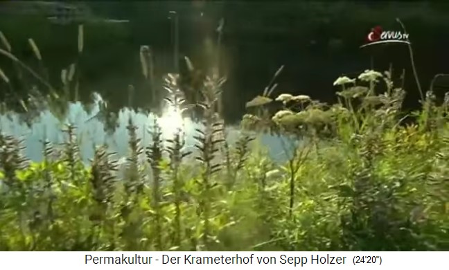 Krameterhof von
                    Sepp Holzer, Weiherufer mit Wildpflanzen,
                    Sauerampfer u.a.
