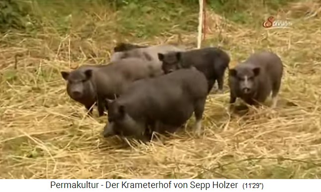 Granja Krameterhof del
                    pionero Sepp Holzer, cerdos en la paja