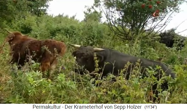 Granja
                    Krameterhof del pionero Sepp Holzer, el ganado
                    pastando un pasto