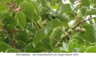 La granja
                    Krameterhof por Sepp Holzer: kiwis crecen en
                    abundancia que normalmente solo crecen en Australia
                    y Nueva Zelanada