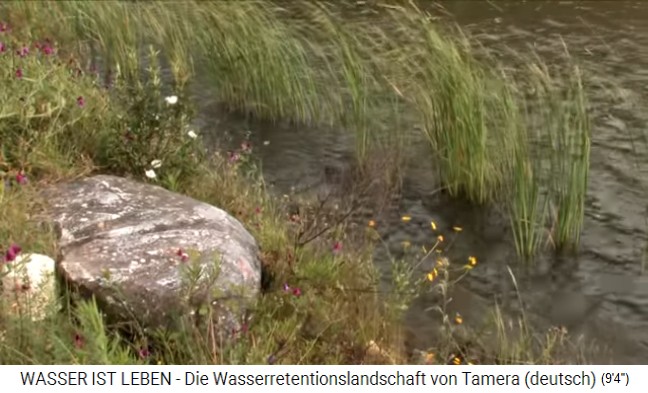 Uferbereich am See 1 mit Uferpflanzen und
              Wasserpflanzen in der Hauptwindrichtung gepflanzt