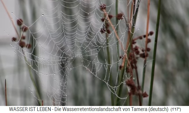 Tamera (Portugal), Spinnennetz
                    zwischen Gr�sern