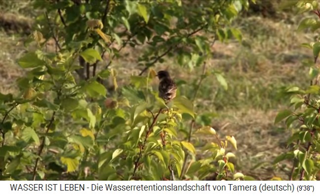 Tamera (Portugal)
                      con el lago 1 con aves en el �rbol en la zona
                      rivera