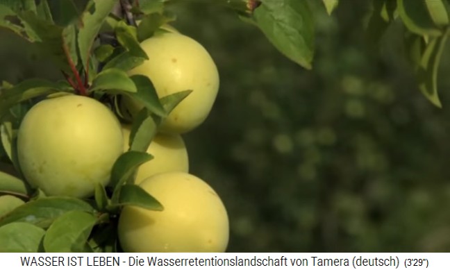 Tamera
                    (Portugal), Pfirsichbaum