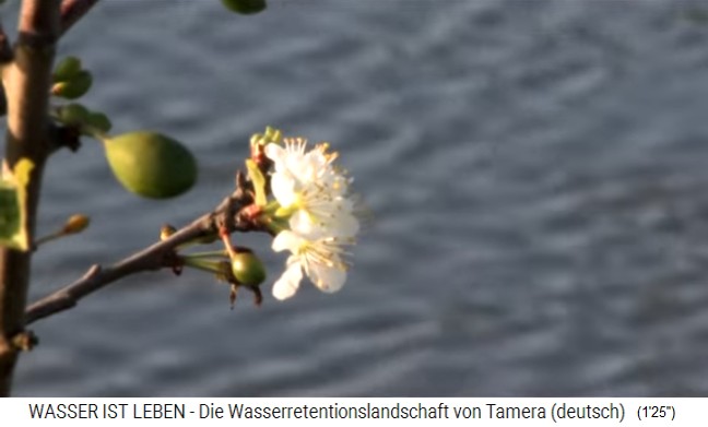 Tamera (Portugal),
                    flores de c�tricos en la zona rivera del Lago 1
